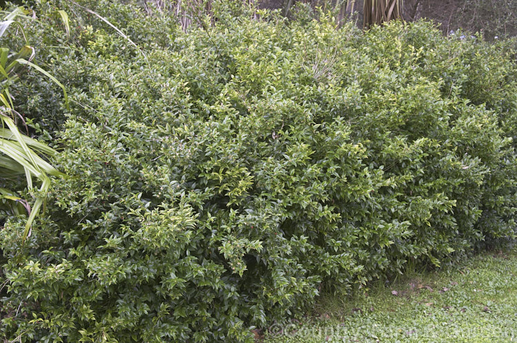 Sweet Box (<i>Sarcococca ruscifolia</i>), an evergreen shrub native to western China and Tibet. The small flowers open from mid-winter; they are sweetly scented and followed by long-lasting red drupes. sarcococca-2486htm'>Sarcococca. <a href='buxaceae-plant-family-photoshtml'>Buxaceae</a>.
