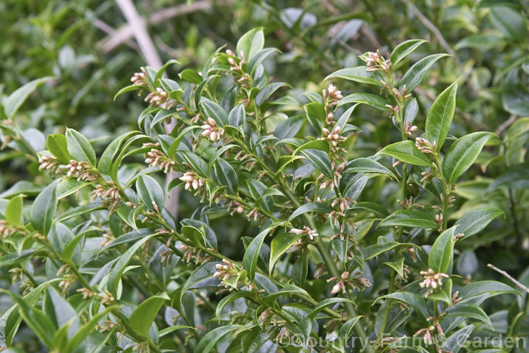 Sweet Box (<i>Sarcococca ruscifolia</i>), an evergreen shrub native to western China and Tibet. The small flowers open from mid-winter; they are sweetly scented and followed by long-lasting red drupes. sarcococca-2486htm'>Sarcococca. <a href='buxaceae-plant-family-photoshtml'>Buxaceae</a>.