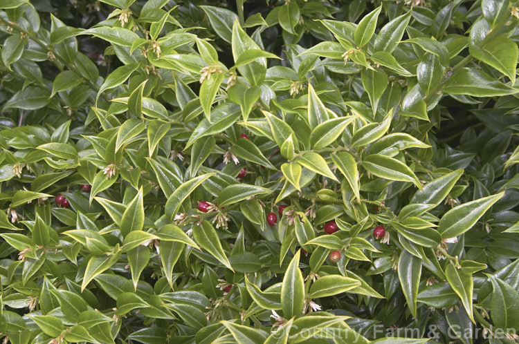Sweet Box (<i>Sarcococca ruscifolia</i>), an evergreen shrub native to western China and Tibet. The small flowers open from mid-winter; they are sweetly scented and followed by long-lasting red drupes. sarcococca-2486htm'>Sarcococca. <a href='buxaceae-plant-family-photoshtml'>Buxaceae</a>.
