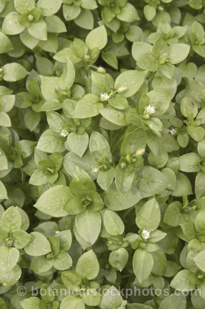 Chickweed (<i>Stellaria media</i>), an annual or short-lived perennial garden weed that often appears on recently cultivated ground. It now has a cosmopolitan distribution but probably originated in Eurasia. stellaria-2526htm'>Stellaria. Order: Caryophyllales, Family: Caryophyllaceae