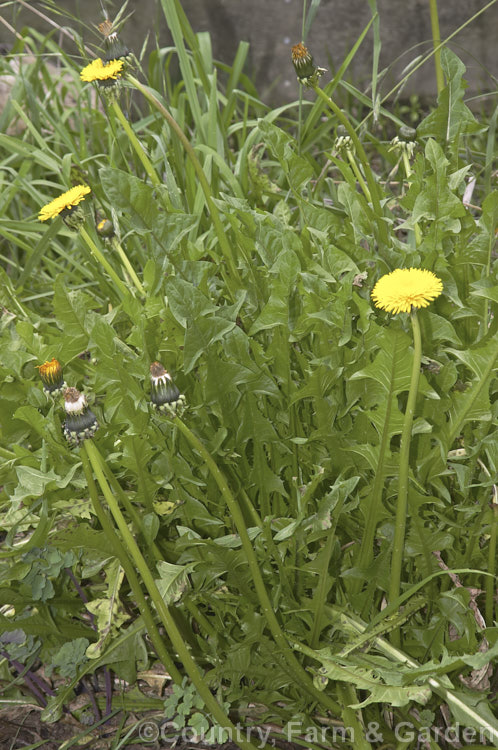 Dandelion (<i>Taraxacum campylodes [syns. Taraxacum officinale, Taraxacum vulgare</i>), a common weed of lawns and pastures, originally native to the Northern Hemisphere but now widespread. It is sometimes used by herbalists. taraxacum-3348htm'>Taraxacum.