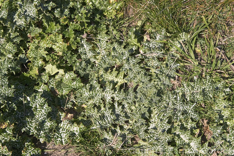The young foliage rosette of the Variegated Thistle, Blessed. Thistle or Holy. Thistle (<i>Silybum marianum</i>), a large annual or biennial thistle easily distinguished by is variegated foliage. Originally found from southwestern Europe to Afghanistan, it is now a widely naturalised weed. silybum-3308htm'>Silybum.