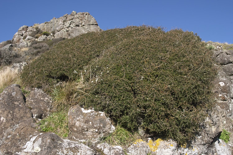 Prostrate Kowhai (<i>Sophora prostrata</i>), a low-growing, ground-hugging shrub with a divaricating growth habit. Native to rocky areas of the eastern South Island of New Zealand, it bears golden flowers in spring. sophora-2142htm'>Sophora.