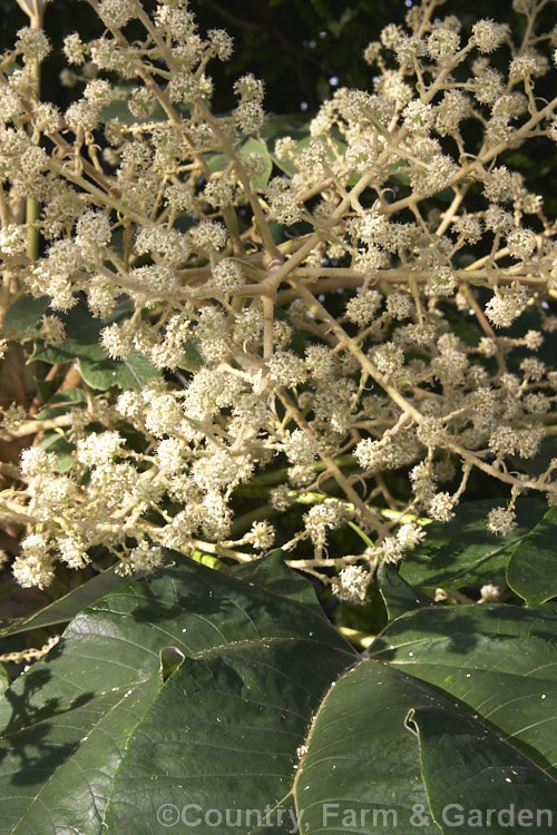 The flowers of the Rice. Paper Plant (<i>Tetrapanax papyrifer</i>), a large, evergreen, winter-flowering, suckering shrub of the aralia family from Taiwan and possibly nearby parts of mainland. China. The pith and pulp of the stems has been used in the manufacture of high-grade paper. tetrapanax-3358htm'>Tetrapanax. Order: Apiales, Family: Araliaceae