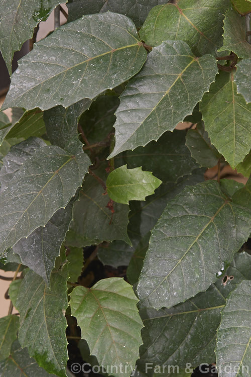 Kangaroo. Vine (<i>Cissus antarctica</i>), a vigorous, twining, evergreen climber native to warm temperate and tropicalAustralia. Its summer-borne flowers are largely insignificant and it is often grown as an indoor plant. cissus-2806htm'>Cissus. .