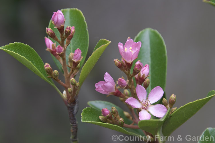 Rhaphiolepis x delacourii, this long-flowering evergreen shrub grows to around 2m high and slightly wider and is a hybrid between Rhaphiolepis indica and Rhaphiolepis umbellata