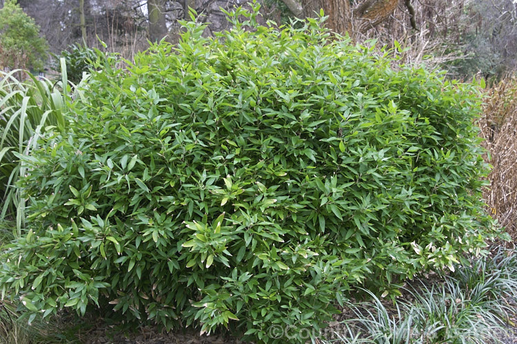 Okame. Zasa (<i>Shibataea kumasasa</i>), a densely shrubby bamboo native to Japan and nearby parts of China. It grows 05-18m tall shibatea-3305htm'>Shibatea. .