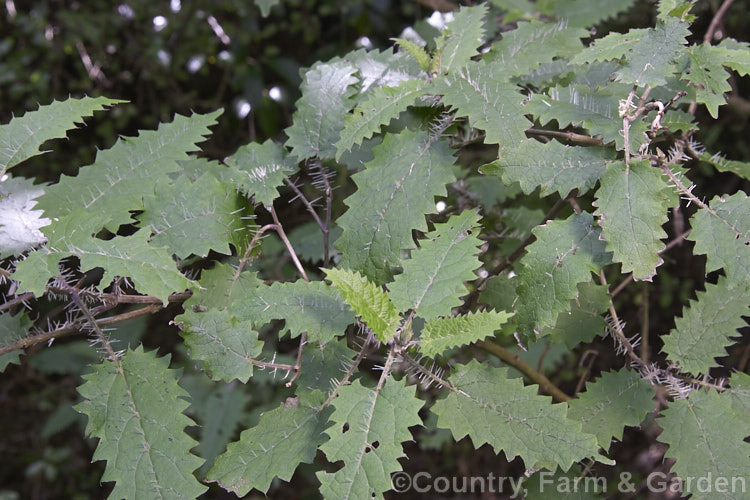 Tree Nettle or Ongaonga (<i>Urtica ferox</i>), a shrubby stinging nettle native to New Zealand It grows to over 1m tall and the large spines contain an irritant that can cause serious reactions in people badly stung or allergic to it. umbilicus-2793htm'>Urtica. <a href='urticaceae-plant-family-photoshtml'>Urticaceae</a>.