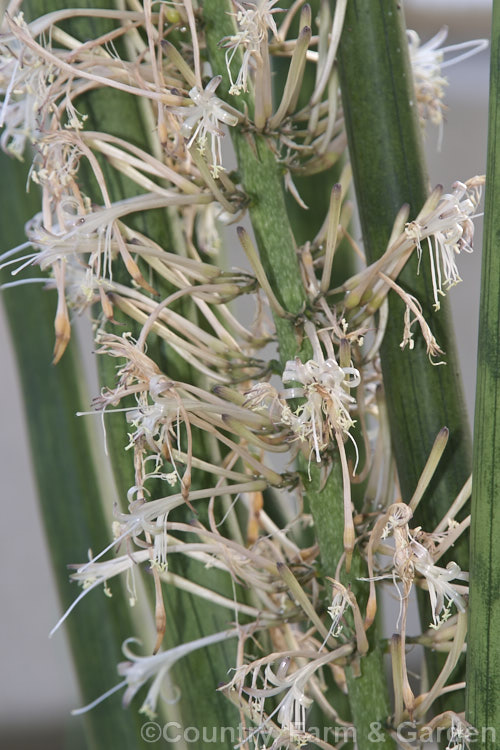 The flowers of Sansevieria cylindrica, an evergreen xerophytic perennial native to Angola. Its leaves are very thick and almost cylindrical, with a channel along one side. They are banded when young but usually a mottled dark green when mature. sansevieria-2484htm'>Sanseviera.