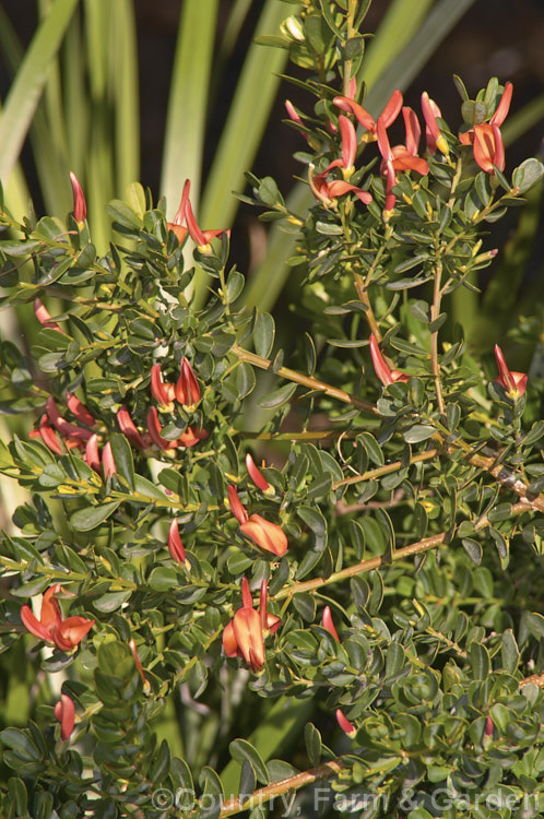 Cockies'. Tongue, Flame. Bush or Coral. Bush (<i>Templetonia retusa</i>), a 1-3m high spreading evergreen shrub native to southern and western Australia. The common name refers to the flower resembling a cockatoo's tongue. templetonia-3354htm'>Templetonia.