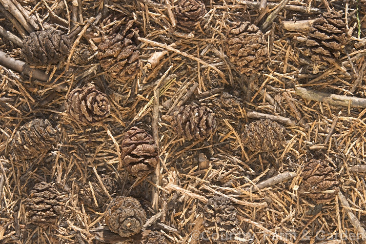 Accumulated litter of fallen twigs, foliage and cones under a Giant Sequoia, Big. Tree or Sierra Redwood (<i>Sequoiadendron giganteum</i>), the world's largest tree by volume, this Californian conifer is capable of reaching nearly 100m tall sequoiadendron-2495htm'>Sequoiadendron. Order: Pinales, Family: Cupressaceae
