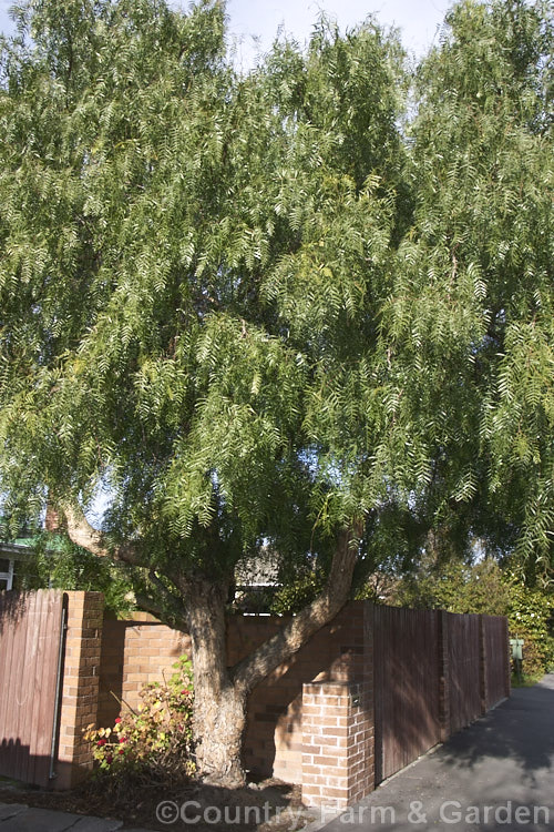 Pepper. Tree (<i>Schinus molle var. areira</i>), an, evergreen, weeping tree to 15m tall and with a wide, spreading habit. It is native to Bolivia, southern Brazil and Paraguay. Pendulous sprays of small, pale greenish-yellow flowers appear from early summer and are followed by red-brown berries that can be used as a pepper substitute. schinus-2490htm'>Schinus. <a href='anacardiaceae-plant-family-photoshtml'>Anacardiaceae</a>.