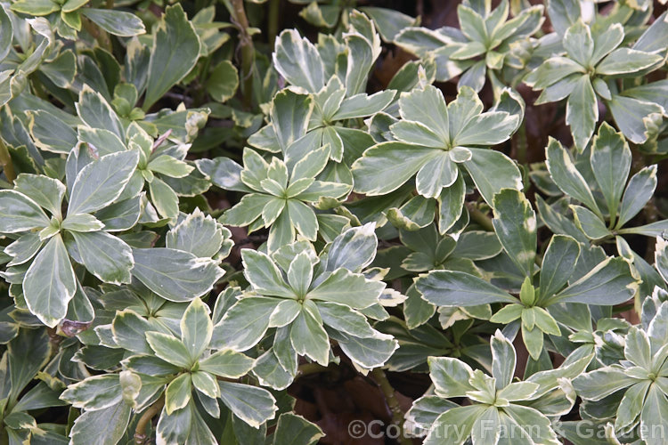 Variegated Japanese Spurge (<i>Pachysandra terminalis 'Variegata'), a cream-edged foliage form of a low, spreading, evergreen ground-cover subshrub native to Japan and nearby parts of China. The small and easily overlooked spring-borne cream flowers are pleasantly scented. pachysandra-2472htm'>Pachysandra. <a href='buxaceae-plant-family-photoshtml'>Buxaceae</a>.