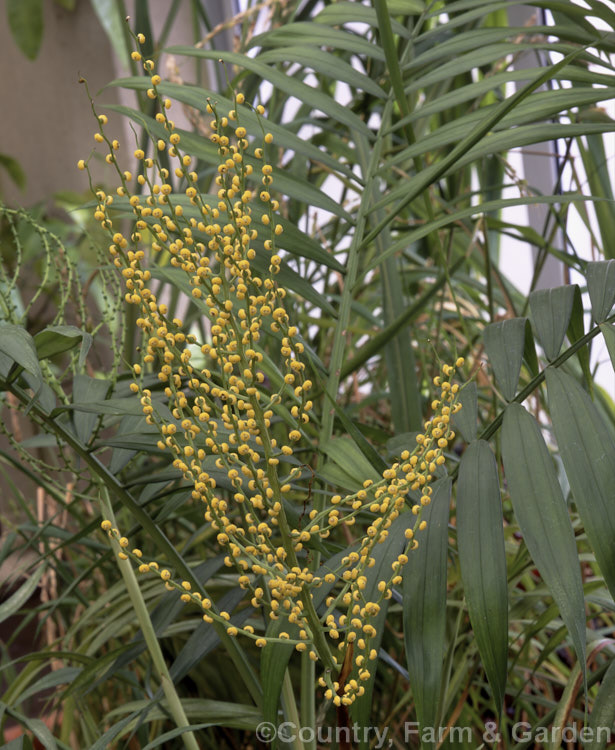 Parlour. Palm (<i>Chamaedorea elegans</i>) with a near open inflorescence. This dwarf palm found in southern Mexico and Guatemala grows slowly to around 2m tall and is popular as a house plant. chamaedorea-2537htm'>Chamaedorea.