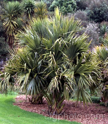 Palmetto Palm (<i>Sabal palmetto</i>), a fan palm native to the southeastern USA, the Bahamas and Cuba. It tolerates coastal conditions and ranges in size from a 35m shrub to a 20m tall tree. Order: Arecales, Family: Arecaceae