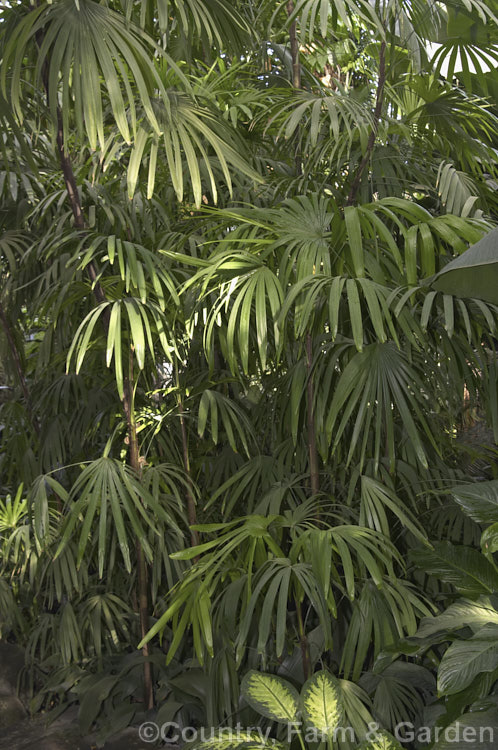 Lady Palm or Bamboo. Palm (<i>Rhapis excelsa</i>), a clump-forming feather palm native to southern China. It is slow-growing and widely cultivated as a tub plant