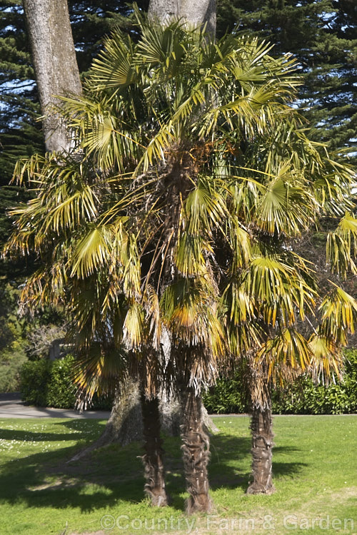 Chinese Windmill. Palm, Chusan. Palm or Hemp. Palm (<i>Trachycarpus fortunei</i>), a tough 10-20m tall fibrous-trunked fan palm from central and eastern China and Burma. trachycarpus-2555htm'>Trachycarpus.