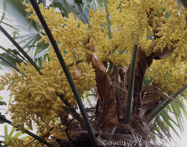 Flowerheads of the Chinese Windmill. Palm, Chusan. Palm or Hemp. Palm (<i>Trachycarpus fortunei</i>), a tough 10-20m tall fibrous-trunked fan palm from central and eastern China and Burma. Small steel-blue fruits follow the flowers. trachycarpus-2555htm'>Trachycarpus.