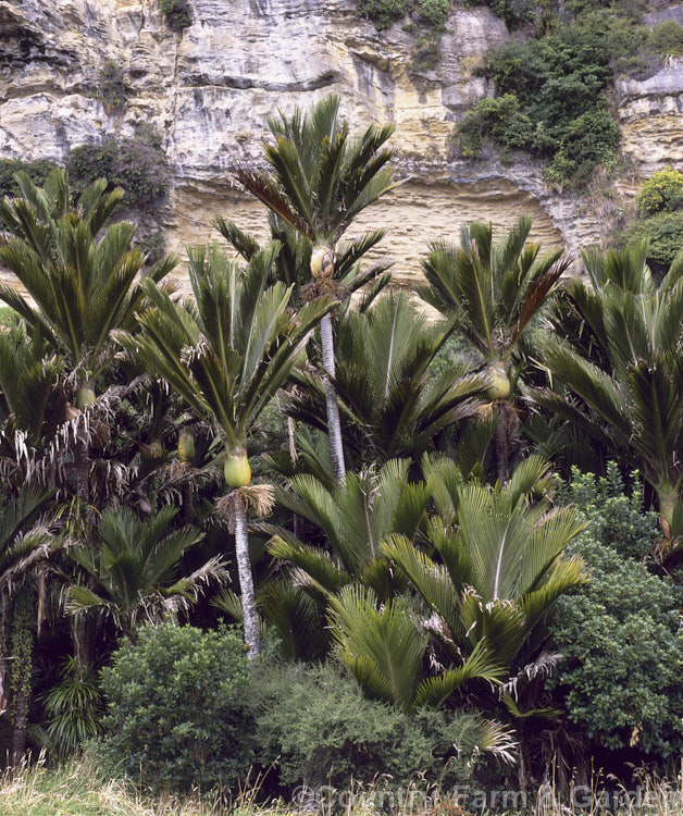 Nikau Palm or Shaving Brush Palm (<i>Rhopalostylis sapida</i>), a New Zealand feather palm also found at 44S in the ChathamIslands, making it the southernmost palm.