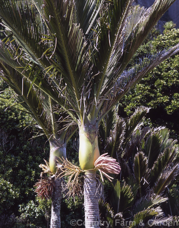Nikau Palm or Shaving Brush Palm (<i>Rhopalostylis sapida</i>), a New Zealand feather palm also found at 44S in the Chatham Islands, making it the southernmost palm