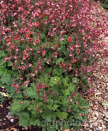 Geum x intermedium 'Leonard's Variety', probably a Geum rivale x Geum coccineum hybrid, this cultivar has flower stems up to 45 cm high over a long period from mid-spring. geum-2200htm'>Geum.