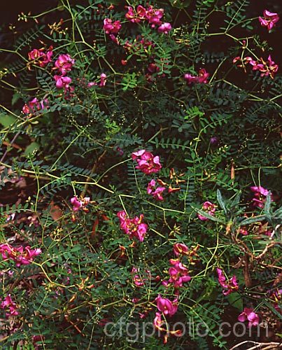 Order: Fabales, Family: Fabaceae