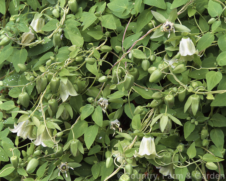 Bonnet Bellflower (<i>Codonopsis pilosula subsp. tangshen [syn. Codonopsis tangshen]), a summer-flowering twining perennial that will grow to 2m high with suitable support. It is native to western China. codonopsis-2813htm'>Codonopsis. <a href='campanulaceae-plant-family-photoshtml'>Campanulaceae</a>.