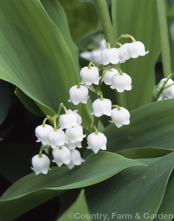 Lily-of-the-Valley (<i>Convallaria majalis</i>). Found over much of the temperate Northern Hemisphere, this small, spring-flowering rhizome is renown for the fragrance of its flowers. Orange-red berries follow. Order: Asparagales, Family: Asparagaceae