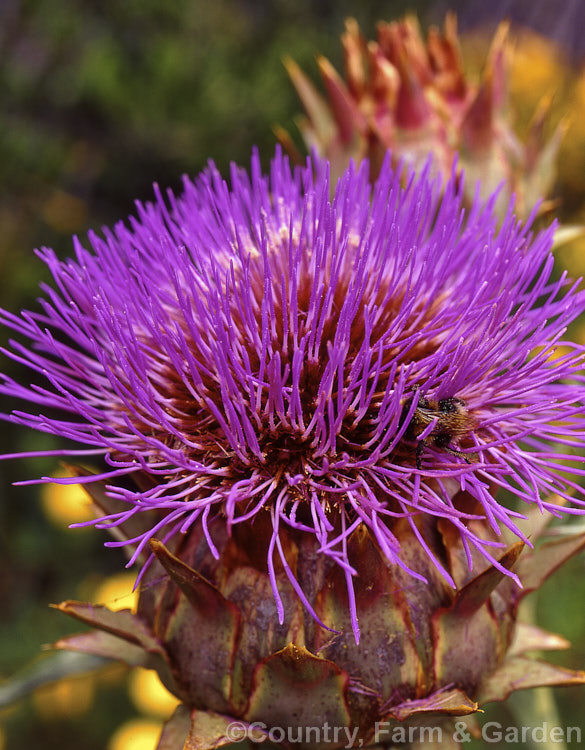 Cardoon (<i>Cynara cardunculus</i>), a Mediterranean and North African giant thistle grown mainly as an ornamental; the young leaves and stems are edible. cynara-2231htm'>Cynara.
