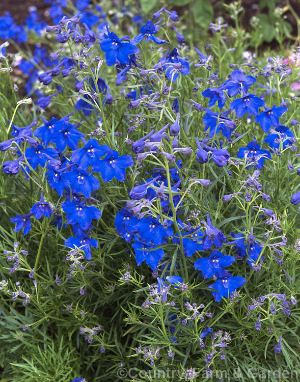 Delphinium grandiflorum 'Blauer. Zwerg' (syn 'Blue Dwarf'), one of several. German-raised cultivars of this relatively compact. East Asian perennial. delphinium-2123htm'>Delphinium.