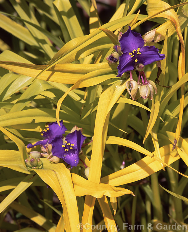 Tradescantia 'Sweet Kate' (syn 'Blue and Gold'), an early-flowering hybrid with purple-blue flowers and bright yellow foliage. Very distinctive and striking among dark foliage. tradescantia-3363htm'>Tradescantia. <a href='commelinaceae-plant-family-photoshtml'>Commelinaceae</a>.