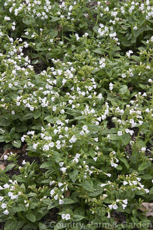 Pulmonaria officinalis 'Sissinghurst. White', this cultivar of common. European lungwort has white flowers that don't develop pink tints with age. It is compact but with leaves larger than those of the species. pulmonaria-2766htm'>Pulmonaria.