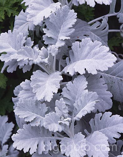 Dusty. Miller or Silver-lace (<i>Tanacetum ptarmiciflorum</i>), a 50cm tall, summer-flowering perennial native to the Canary Islands. Its white flowerheads are not particularly showy and the plant is cultivated mainly for its silvery white foliage. tanacetum-2130htm'>Tanacetum.