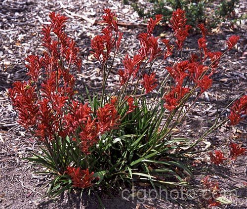 Bush Glow'. Kangaroo. Paw (<i>Anigozanthos 'Bush Glow'), one of the popular 'bush' series of Kangaroo. Paws, hybrids of Western Australian perennials with iris-like foliage clumps and striking flower stems that last well when cut. anigozanthos-2340htm'>Anigozanthos. <a href='haemodoraceae-plant-family-photoshtml'>Haemodoraceae</a>.