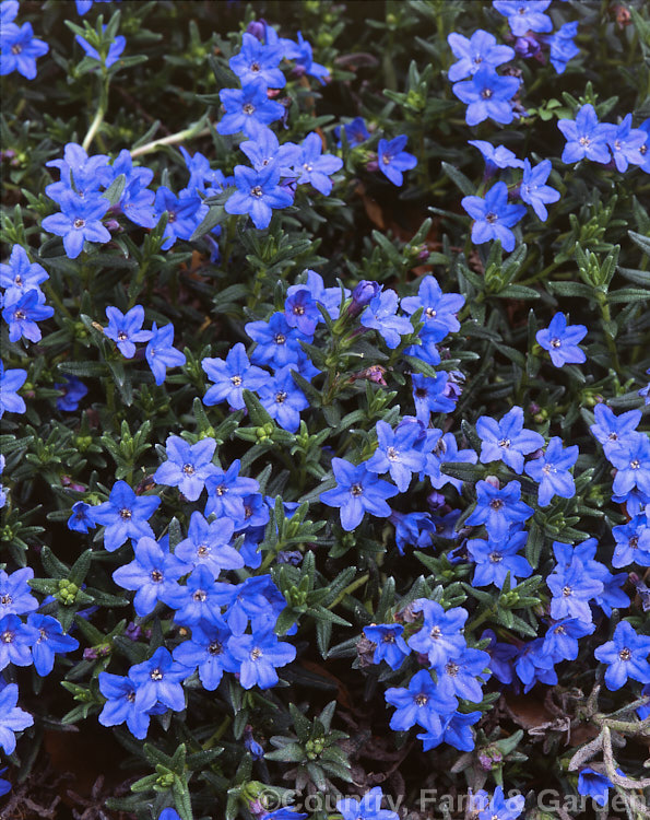 <i>Lithodora diffusa</i> (syn. <i>Lithospermum diffusum</i> ), a spring-flowering, evergreen, mat-forming subshrub found from northwest France to southwest Europe. Widely cultivated as a rockery or bank-covering plant. Order: Boraginales, Family: Boraginaceae