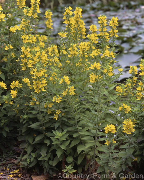 Garden. Loosestrife (<i>Lysimachia punctata</i>), a 90cm high clump-forming, late spring- to early summer-flowering perennial native to central Europe and west Asia. Also naturalised in North America. lysimachia-3115htm'>Lysimachia.