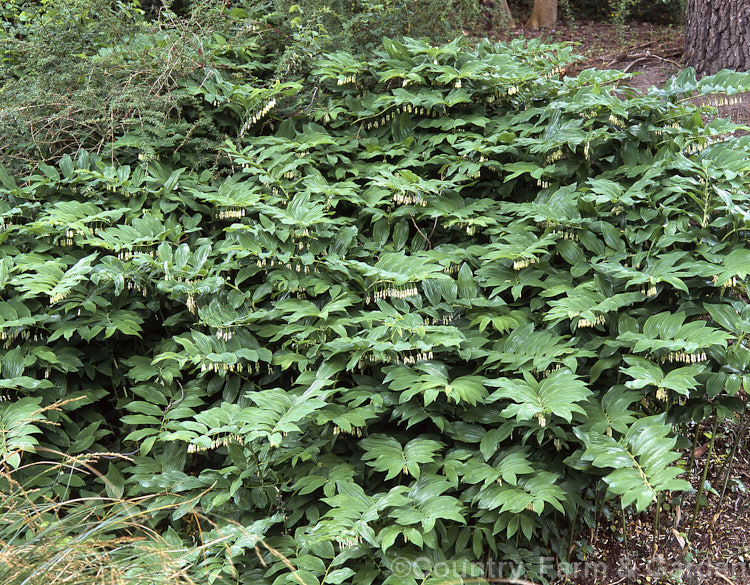 Solomon's Seal (<i>Polygonatum x hybridum [Polygonatum multiflorum x Polygonatum odoratum]). This hybrid of two Eurasian species is the type usually found in gardens, where it frequently naturalises. Order: Asparagales, Family: Asparagaceae