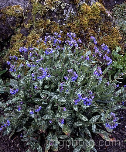 Jerusalem Sage (<i>Pulmonaria saccharata</i>), a spring-flowering perennial notable for its white-spotted foliage. It occurs naturally in the Apennine. Mountains of Italy and France. pulmonaria-2766htm'>Pulmonaria.