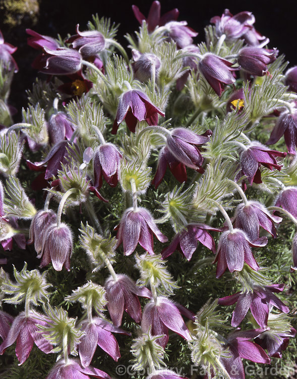 Pasque. Flower (<i>Pulsatilla vulgaris</i>), a popular rockery perennial that occurs naturally over much of northern Europe from Britain to Siberia. pulsatilla-2767htm'>Pulsatilla.