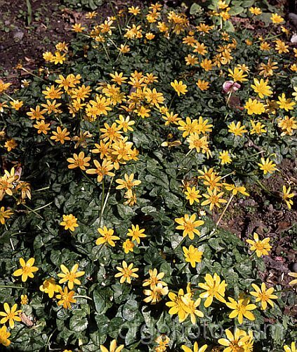 Brazen. Hussy'. Buttercup (<i>Ranunculus ficaria 'Brazen. Hussy'), a dark-leaved and deep golden-flowered cultivar of the common buttercup, a spring-blooming perennial found over all of Europe, including some of the AtlanticIslands, North Africa and eastwards to Siberia, and widely naturalised elsewhere. Order: Ranunculales, Family: Ranunculaceae