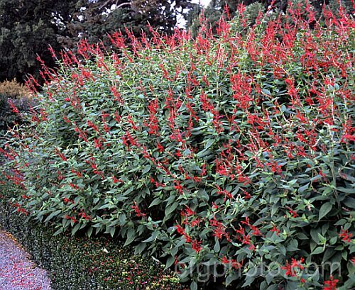 Pineapple Sage or Tangerine Sage (<i>Salvia elegans [syn. Salvia rutilans]), an aromatic autumn-flowering perennial or subshrub native to Mexico and Guatemala where it occurs in pine forests at elevations of 1800-2700m. It can grow to 2m high and wide, flowers over a long period and its foliage emits a pineapple scent when crushed. Order: Lamiales, Family: Lamiaceae