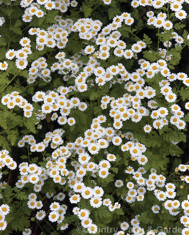 Feverfew (<i>Tanacetum parthenium [syn. Chrysanthemum parthenium]), a summer-flowering perennial with strongly aromatic foliage long used in herbal medicine, principally as a headache cure. tanacetum-2130htm'>Tanacetum.