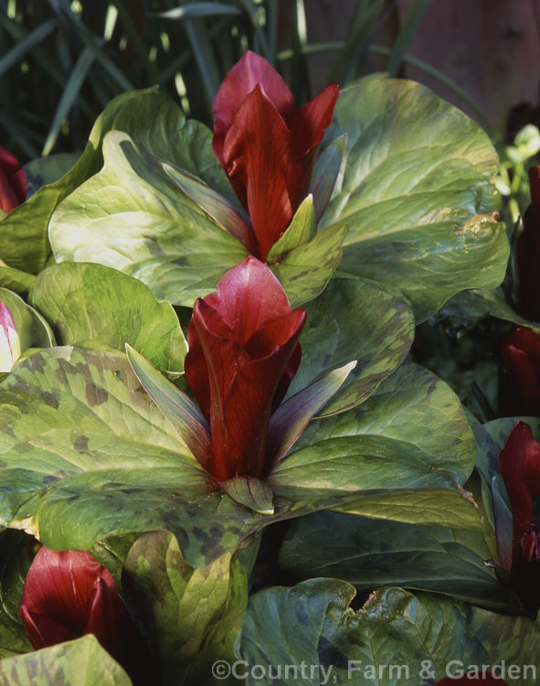 Trillium chloropetalum var. giganteum, a large, long-petalled variety of the Giant Trillium native to California. There is some confusion over its status and relationship with Trillium kurabayashii. trillium-2304htm'>Trillium. <a href='melanthiaceae-plant-family-photoshtml'>Melanthiaceae</a>.