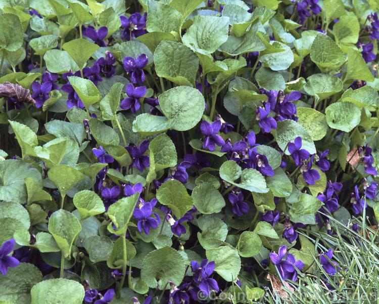 Sweet Violet (<i>Viola odorata</i>), a low-growing, stoloniferous, spring-flowering. European perennial. The flowers are sweetly scented and the fragrance is widely used in perfumes. viola-2165htm'>Viola. <a href='violaceae-plant-family-photoshtml'>Violaceae</a>.
