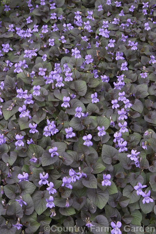 Purple-leafed. Wood. Violet or Dog Violet (<i>Viola riviniana 'Purpurea'), a cultivar of a widely naturalised. European and North African, near evergreen, low-growing, spring- to early summer-flowering perennial. viola-2165htm'>Viola. <a href='violaceae-plant-family-photoshtml'>Violaceae</a>.