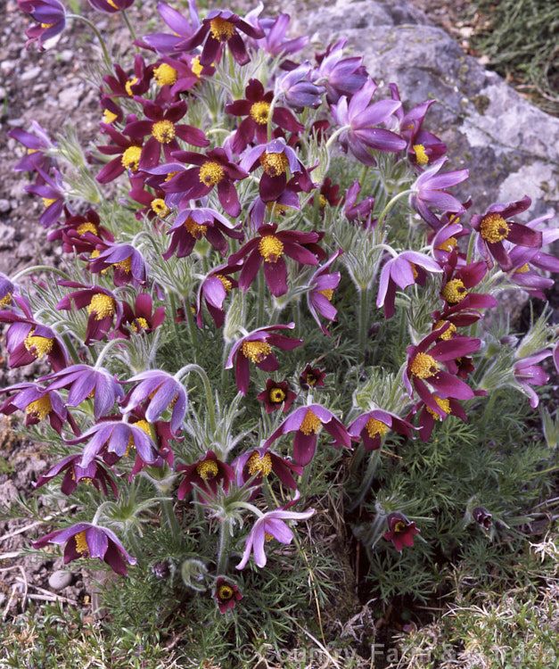 Pasque. Flower (<i>Pulsatilla vulgaris</i>), a popular rockery perennial that occurs naturally over much of northern Europe from Britain to Siberia. pulsatilla-2767htm'>Pulsatilla.