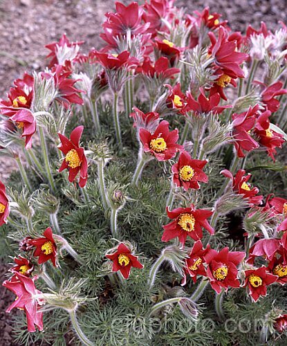Pulsatilla vulgaris 'Red Wings', a red-flowered cultivar of the Pasque. Flower, a spring-blooming perennial that occurs naturally over much of northern Europe from Britain to Siberia. pulsatilla-2767htm'>Pulsatilla.