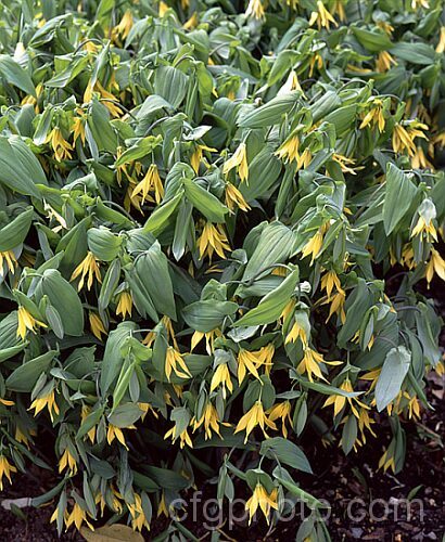 Bellwort (<i>Uvularia grandiflora</i>), a spring-blooming woodland perennial found from Quebec, Canada to Georgia, USA The flower stems are up to 75cm high, though lower at the flowering stage. uvularia-2752htm'>Uvularia. <a href='colchicaceae-plant-family-photoshtml'>Colchicaceae</a>.