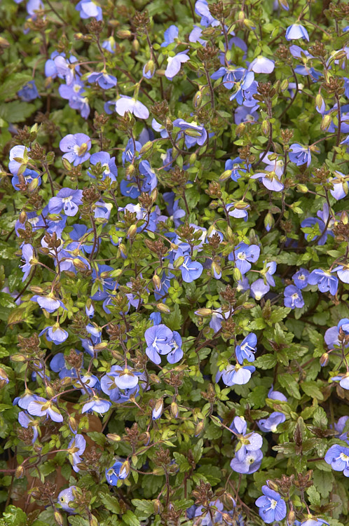 <i>Veronica peduncularis</i> 'Oxford Blue', a deep blue, spring-flowering cultivar of a low, spreading perennial native to southeast Russia, Ukraine and the Caucasus. Order: Lamiales, Family: Plantaginaceae