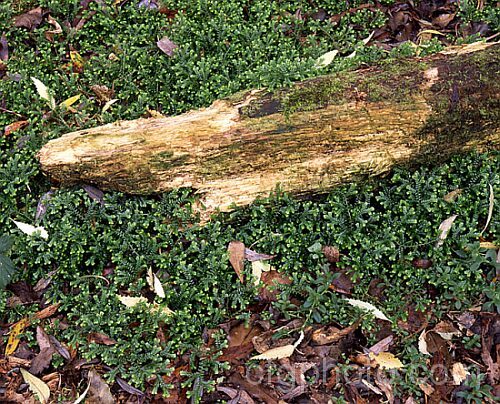 Spreading. Clubmoss (<i>Selaginella kraussiana</i>), a rhizomatous perennial found in southern Africa and the Azores. Its use as a house plant has allowed it to naturalise in many mild areas. selaginella-3301htm'>Selaginella. <a href='selaginellaceae-plant-family-photoshtml'>Selaginellaceae</a>.